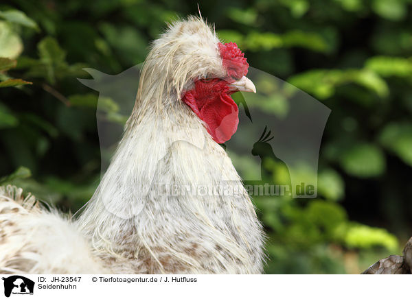 Seidenhuhn / silky chicken / JH-23547