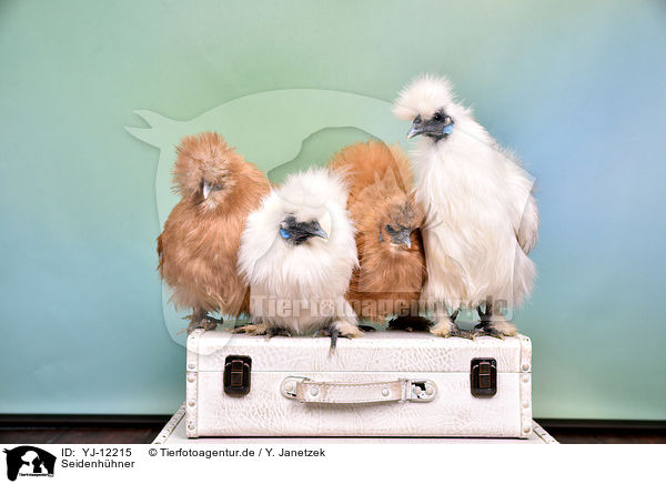 Seidenhhner / silky chicken / YJ-12215