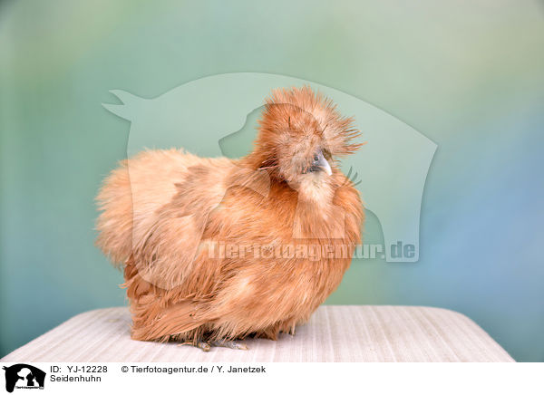 Seidenhuhn / silky chicken / YJ-12228