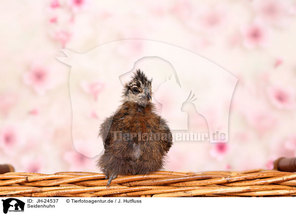 Seidenhuhn / silky chicken / JH-24537
