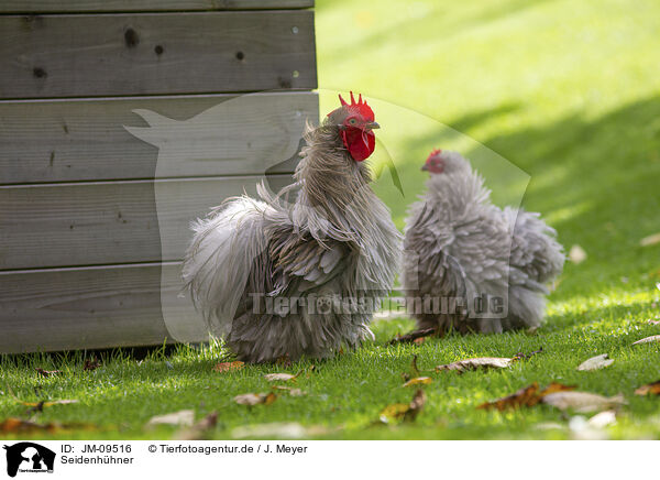 Seidenhhner / silky chicken / JM-09516