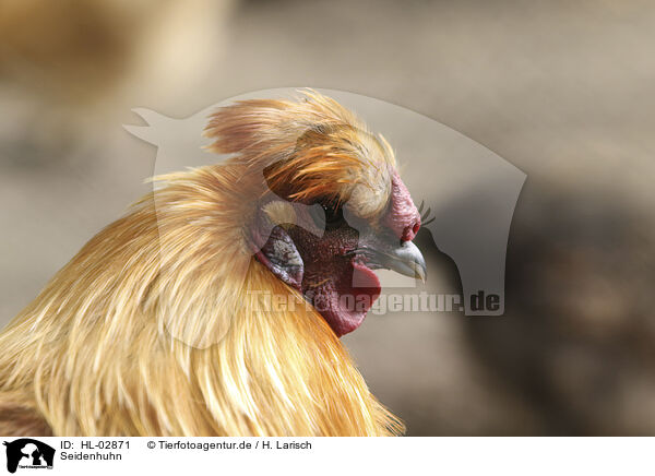 Seidenhuhn / silky chicken / HL-02871