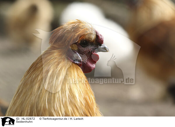 Seidenhuhn / silky chicken / HL-02872