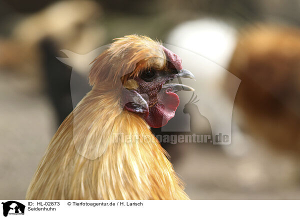 Seidenhuhn / silky chicken / HL-02873