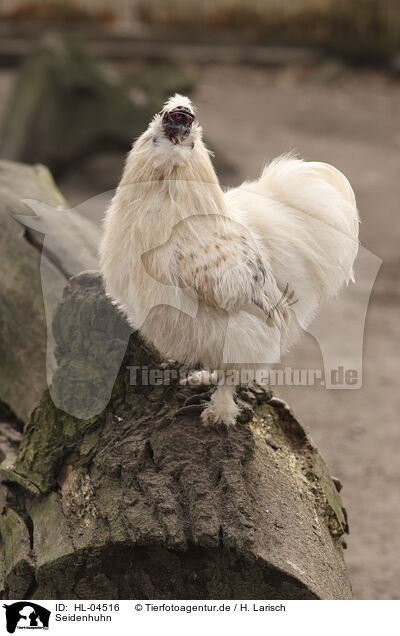 Seidenhuhn / silky / HL-04516