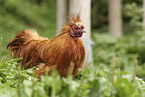 Seidenhuhn