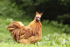 Seidenhuhn