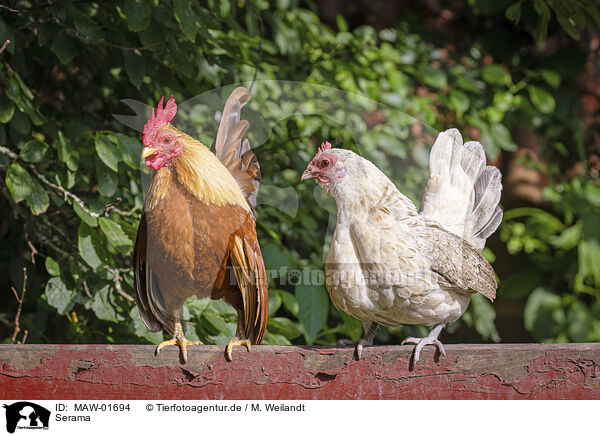 Serama / Serama chicken / MAW-01694
