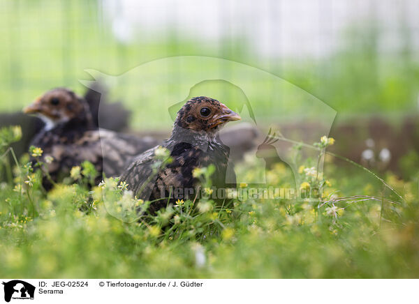 Serama / Serama chicken / JEG-02524