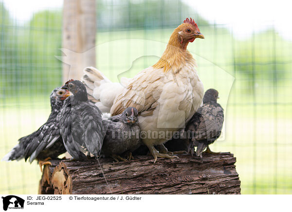 Serama / Serama chicken / JEG-02525