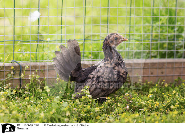 Serama / Serama chicken / JEG-02526