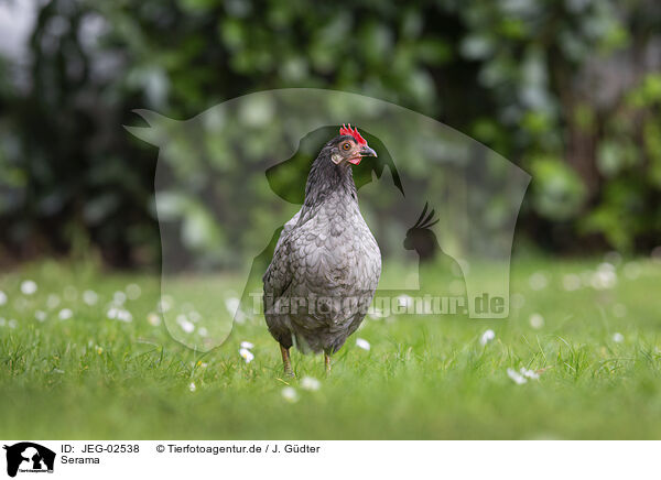 Serama / Serama chicken / JEG-02538