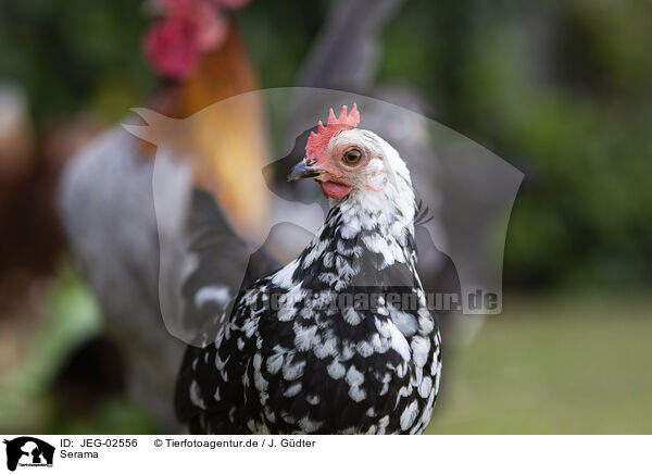 Serama / Serama chicken / JEG-02556