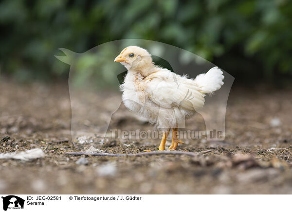 Serama / Serama chicken / JEG-02581