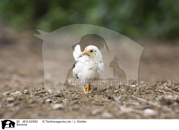 Serama / Serama chicken / JEG-02582