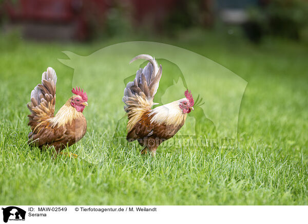 Serama / Serama / MAW-02549