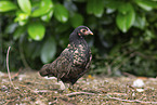 Serama