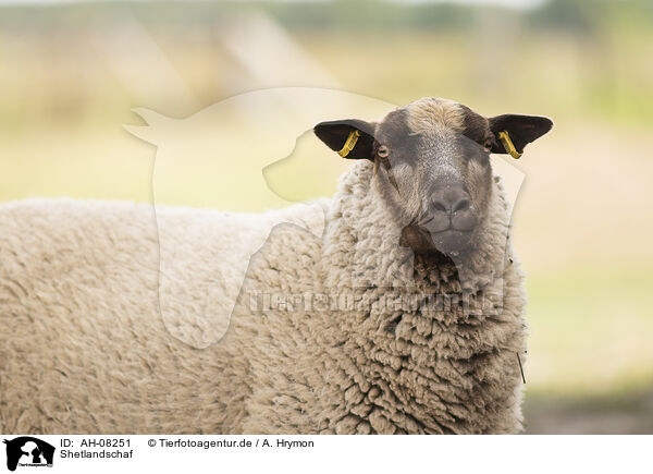 Shetlandschaf / AH-08251