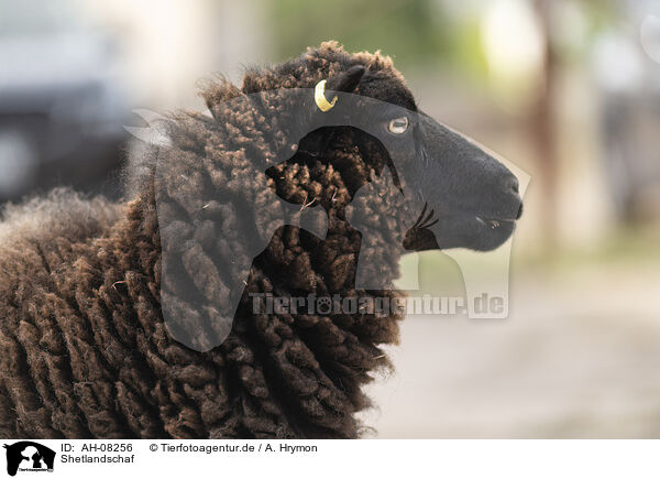 Shetlandschaf / AH-08256
