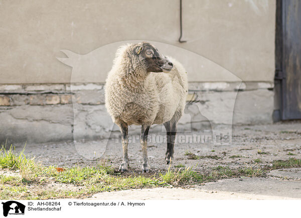 Shetlandschaf / AH-08264