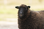 Shetlandschaf