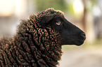 Shetlandschaf