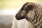Shetlandschaf