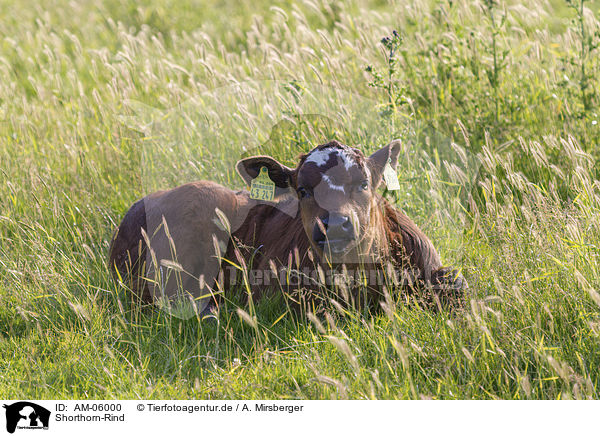 Shorthorn-Rind / Shorthorn cattle / AM-06000
