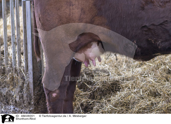 Shorthorn-Rind / Shorthorn cattle / AM-06001