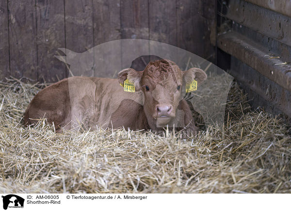 Shorthorn-Rind / AM-06005