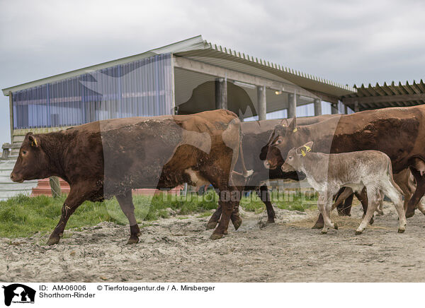 Shorthorn-Rinder / Shorthorn cattle / AM-06006