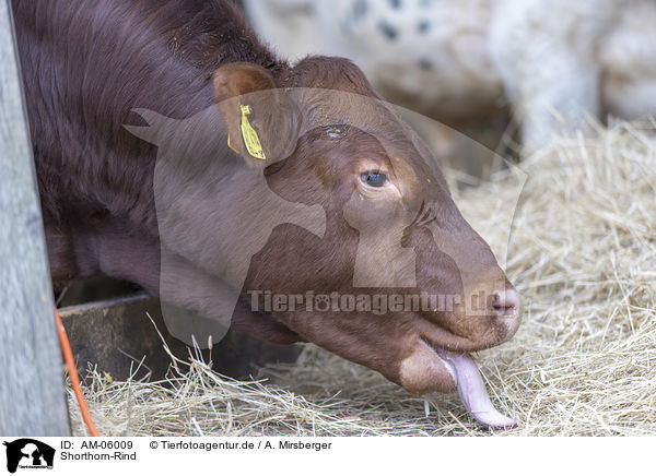 Shorthorn-Rind / Shorthorn cattle / AM-06009