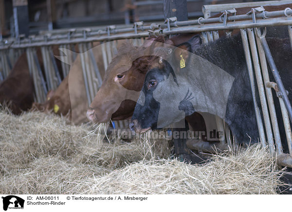 Shorthorn-Rinder / Shorthorn cattle / AM-06011