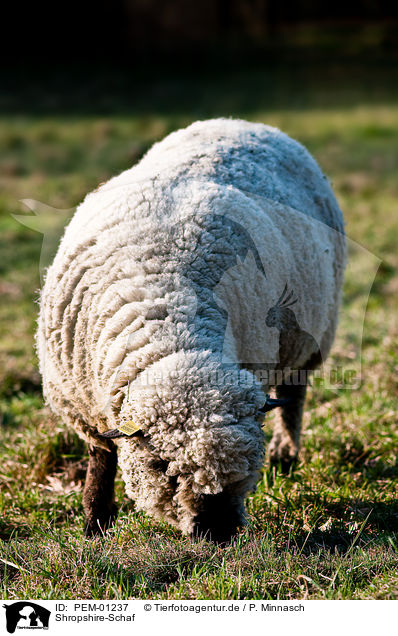 Shropshire-Schaf / sheep / PEM-01237