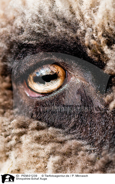 Shropshire-Schaf Auge / sheep eye / PEM-01239
