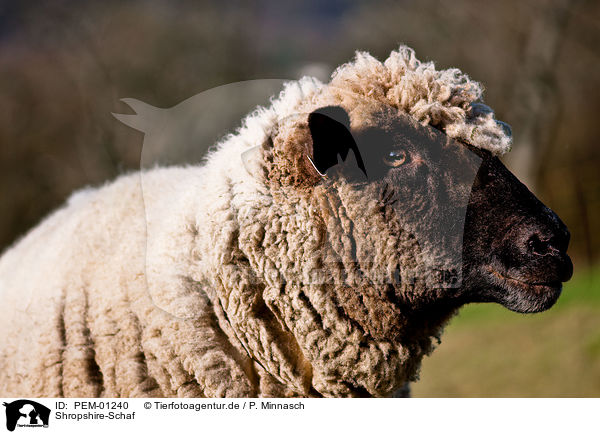 Shropshire-Schaf / sheep / PEM-01240