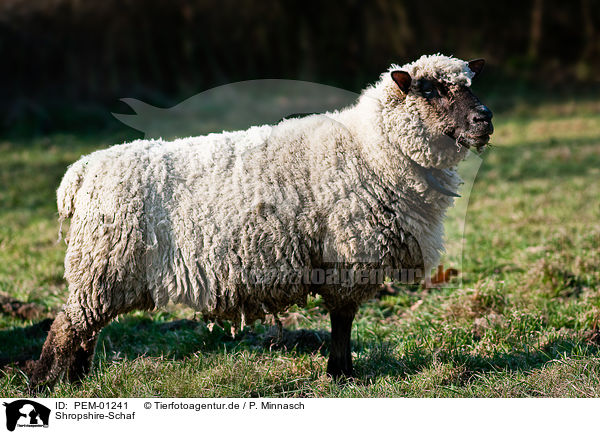 Shropshire-Schaf / sheep / PEM-01241