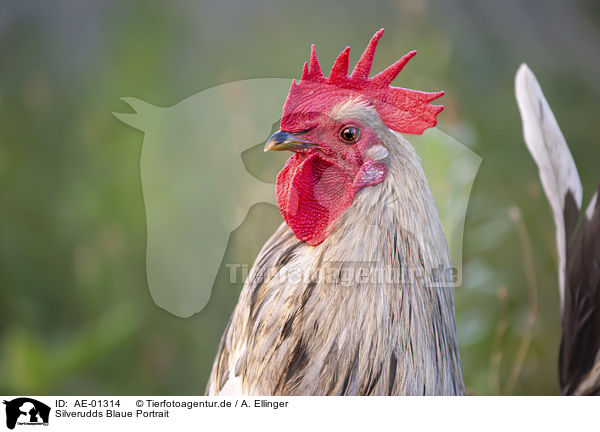 Silverudds Blaue Portrait / Silverudds Blue portrait / AE-01314