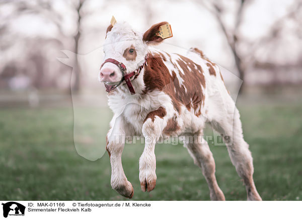 Simmentaler Fleckvieh Kalb / Fleckvieh cattle calf / MAK-01166