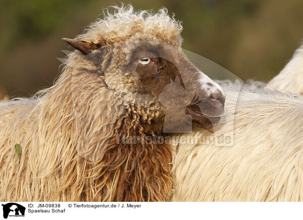 Spaelsau Schaf / Spaelsau sheep / JM-09838