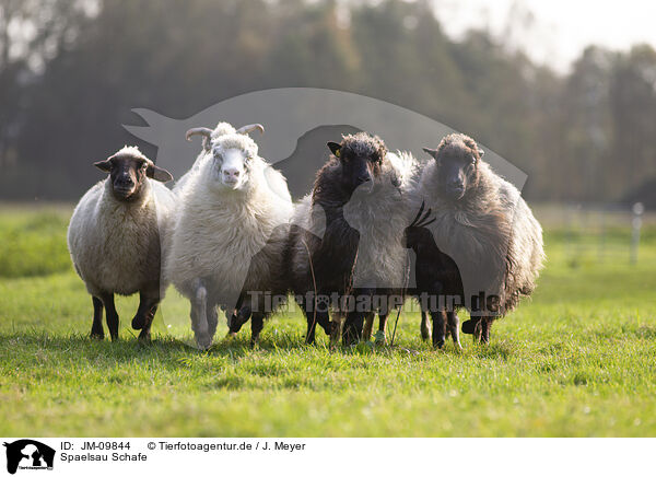 Spaelsau Schafe / Spaelsau sheeps / JM-09844