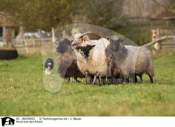 Hund bei der Arbeit / dog at work / JM-09852