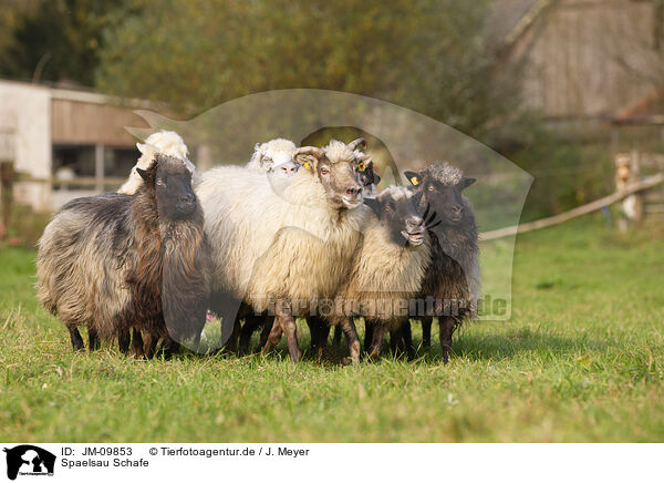 Spaelsau Schafe / Spaelsau sheeps / JM-09853