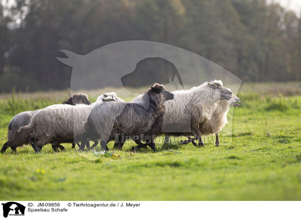 Spaelsau Schafe / Spaelsau sheeps / JM-09856