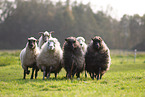Spaelsau Schafe