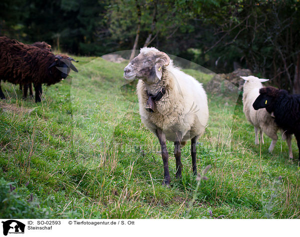 Steinschaf / sheep / SO-02593
