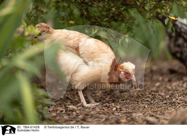 Sulmtaler Huhn / Sulmtaler breed / TBA-01428