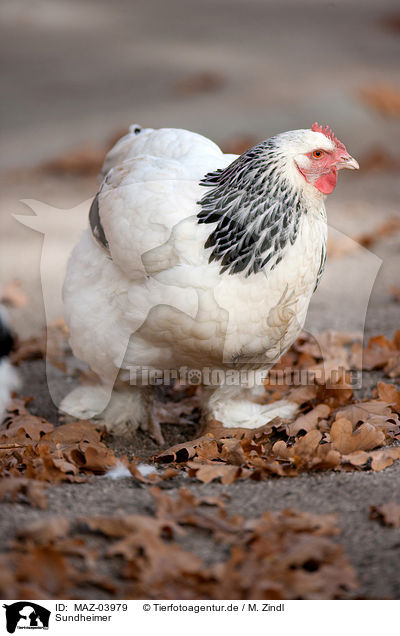 Sundheimer / Sundheimer Chicken / MAZ-03979