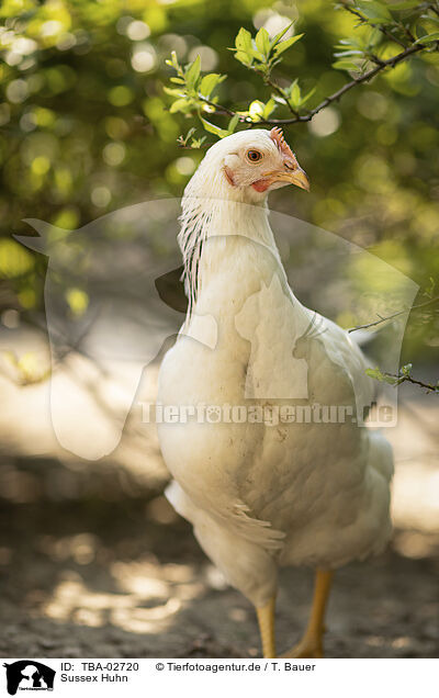 Sussex Huhn / TBA-02720