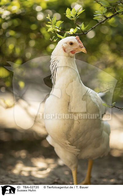 Sussex Huhn / Sussex chicken / TBA-02720